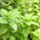 mint.JPG